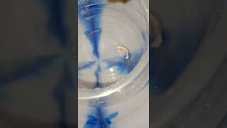 Betta fish breeding in tamil bettabreeding bettabreedingstepbystep [upl. by Dagna]