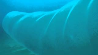 Giant Squid Eggs o Giant Pyrosome Selfseas By Bringas [upl. by Aia]