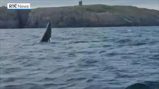 Minke whale recorded jumping from water off Cork coast [upl. by Juliana349]