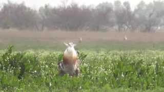 Trappenbalz in Ungarn  Lekking Great Bustards  Grandes Outardes [upl. by Corell]