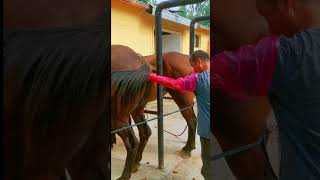 Checking Horse pregnancy inside the horse 2 [upl. by Geoffrey]