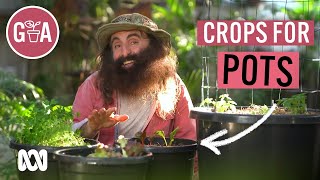 Vegie Crops That Thrive in Pots  Growing Fruit and Veggies  Gardening Australia [upl. by Loutitia]