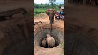 Heroic Rescue Entire Elephant Family Saved from Deep Well ElephantsRescueanimalrescue [upl. by Niccolo]