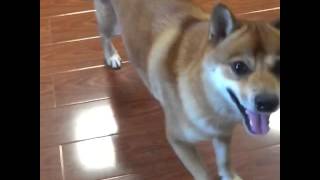 Dancing Shiba Inu Dog [upl. by Ialda]