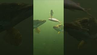 That old pike is getting its meal stolen pike fishing underwaterworld [upl. by Derrick]