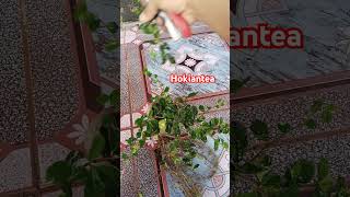 Cara pruning bonsai Hokiantea mini bonsai bonsaitree [upl. by Horatius392]