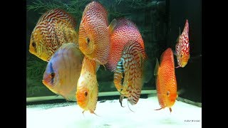 My new Stendker Discus in their Quarantine Tank 😍 [upl. by Jerrold200]