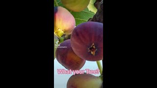 What about your Tree Christian life [upl. by Laurice]