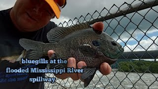 bluegills at the flooded Mississippi River spillway [upl. by Bibbye]