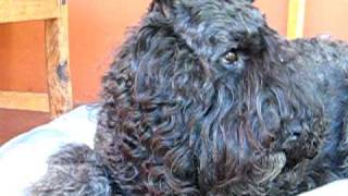 Bouvier des FlandresMs Jacqui  2 [upl. by Alyag]