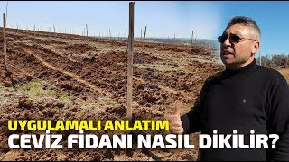 Ceviz Fidanı Nasıl Dikilir Uygulamalı Anlatım [upl. by Beard]