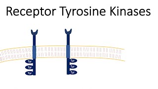 Receptor Tyrosine Kinases  RTK [upl. by Takashi]