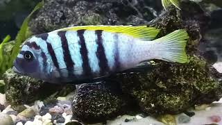 pielęgnice Cynotilapia afra jalo reef [upl. by Shanly]