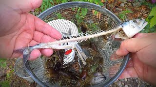 The Best Bait to Catch Crayfish Trapping Experiment [upl. by Ednihek]