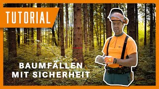 Fällung eines Baumes mit der Sicherheitsfälltechnik  Tutorial der Bayerischen Staatsforsten [upl. by Junno311]