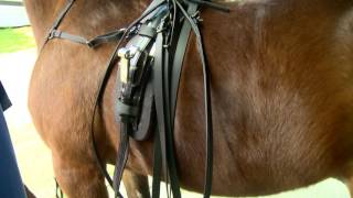 Tack to Track presented by Jacks  How to hang trotting hobbles [upl. by Aicila]