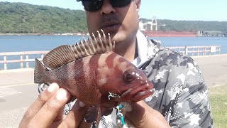 Shore Slow Jigging HalfMoon Rockcod Caught [upl. by Bertilla]