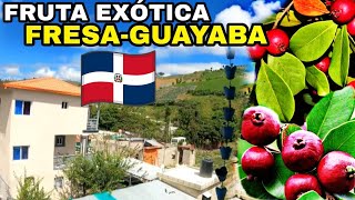 LA GUAYABAFRESA LA FRUTA MÁS BUSCADA EN REPÚBLICA DOMINICANA [upl. by Gabrielson]