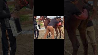 Horse Ultrasound  Horse Pregnancy Test Live shorts trending viral horse pregnancy [upl. by Tuorah742]