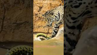 jaguar hunting jaguar snake hunting [upl. by Asim]