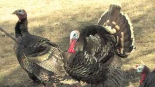 WannaBoutdoors MIB Archery Turkey Headshot 3 [upl. by Fillander180]