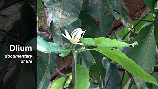 White champaca Magnolia alba [upl. by Livingston]