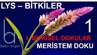 YKS BİTKİLER 1 Bitkisel Dokular Meristem Doku [upl. by Delmor]