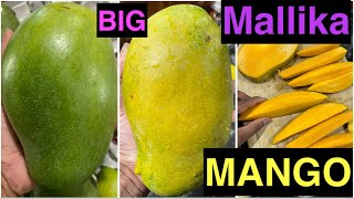 Mallika Mango Large Big size [upl. by Aksehcnarf]