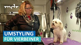 Mobiler Hundefriseur sorgt für flauschiges Fell  MDR um Zwei  MDR [upl. by Uticas]