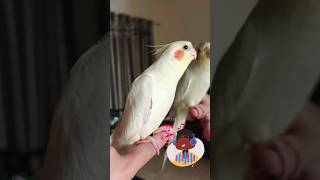 🎶 Milos Cookie Song performance is pure joy 🦜 CockatielTunes [upl. by Armond528]