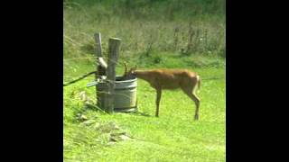 Deer drinking out of water trough [upl. by Schlesinger]