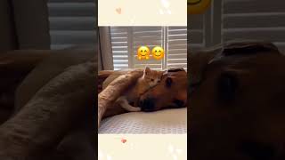 cat dog dogs cut cute love lovecats lovedogs funny virla viralvideo foryou foryoupage [upl. by Joed919]