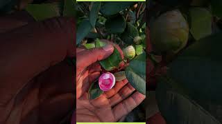 About Camellia flower plant [upl. by Nabroc]