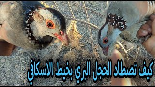 صيد الحجل البري بفخ أرضي  Partridge hunting with a ground trap [upl. by Natalie]