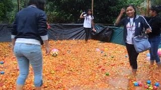 Indias first La Tomatina festival [upl. by Romilda]