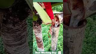 Best working day 1681 Palm sap extraction process [upl. by Atikel]