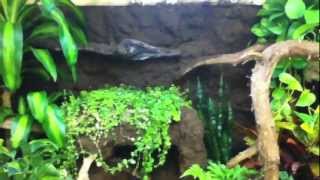 Ball python vivarium [upl. by Khalid]