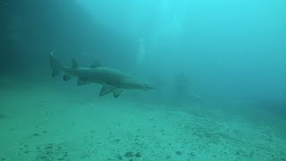 Sydney Marouba beach Magic Point  Freediving with Grey Nurse sharks [upl. by Ecreip]