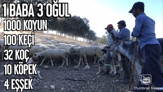 BİN KOYUN 100 KEÇİ 10 KÖPEĞİ ile BABA VE ÜÇ OĞLU [upl. by Ivzt]