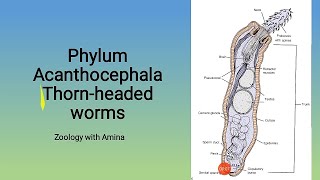 Phylum Acanthocephala  Thornheaded worms  Morphology Anatomy and life cycle of Acanthocephalans [upl. by Nigle]