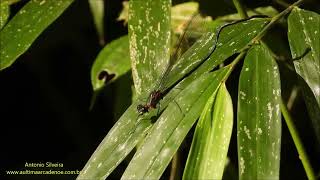 Giant Metallic Bryoplathanon globifer Serra da Mantiqueira Brazil by Antonio Silveira [upl. by Hackney]