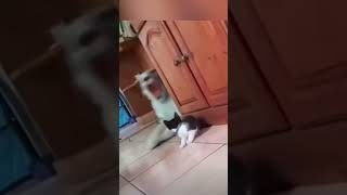 This cat scairteshortshortviralvideo [upl. by Brynn]