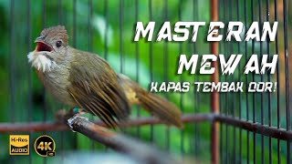 MASTERAN MEWAH KAPAS TEMBAK DOR BIRD OF INDONESIA PANCINGAN KAPAS TEMBAK TEMBAKAN RAPET [upl. by Yttap]