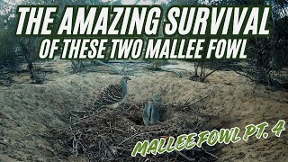 Check These Mallee Fowl Predators Out Mallee Fowl pt4 [upl. by Kayley577]