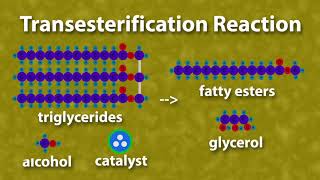 Chemistry of Biodiesel [upl. by Ardnuaek]