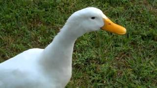 Curious Quackers  Duck Sounds [upl. by Oirevas]