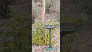 Goldfinches at a Bird Bath [upl. by Anoet]