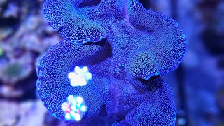 Tridacna Clam Care in the Reef Aquarium General Considerations for Purchase or Troubleshooting [upl. by Evan]