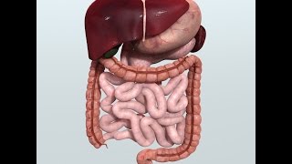 Anatomy and Physiology of Digestive System [upl. by Flodur]