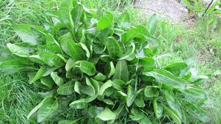 Sea beet How much is too much Find out what the experts say get serving sizes and reasons to eat [upl. by Lemal]